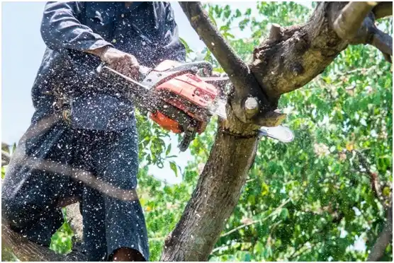 tree services Somers